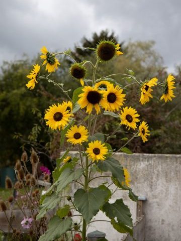 Sonnenblumen